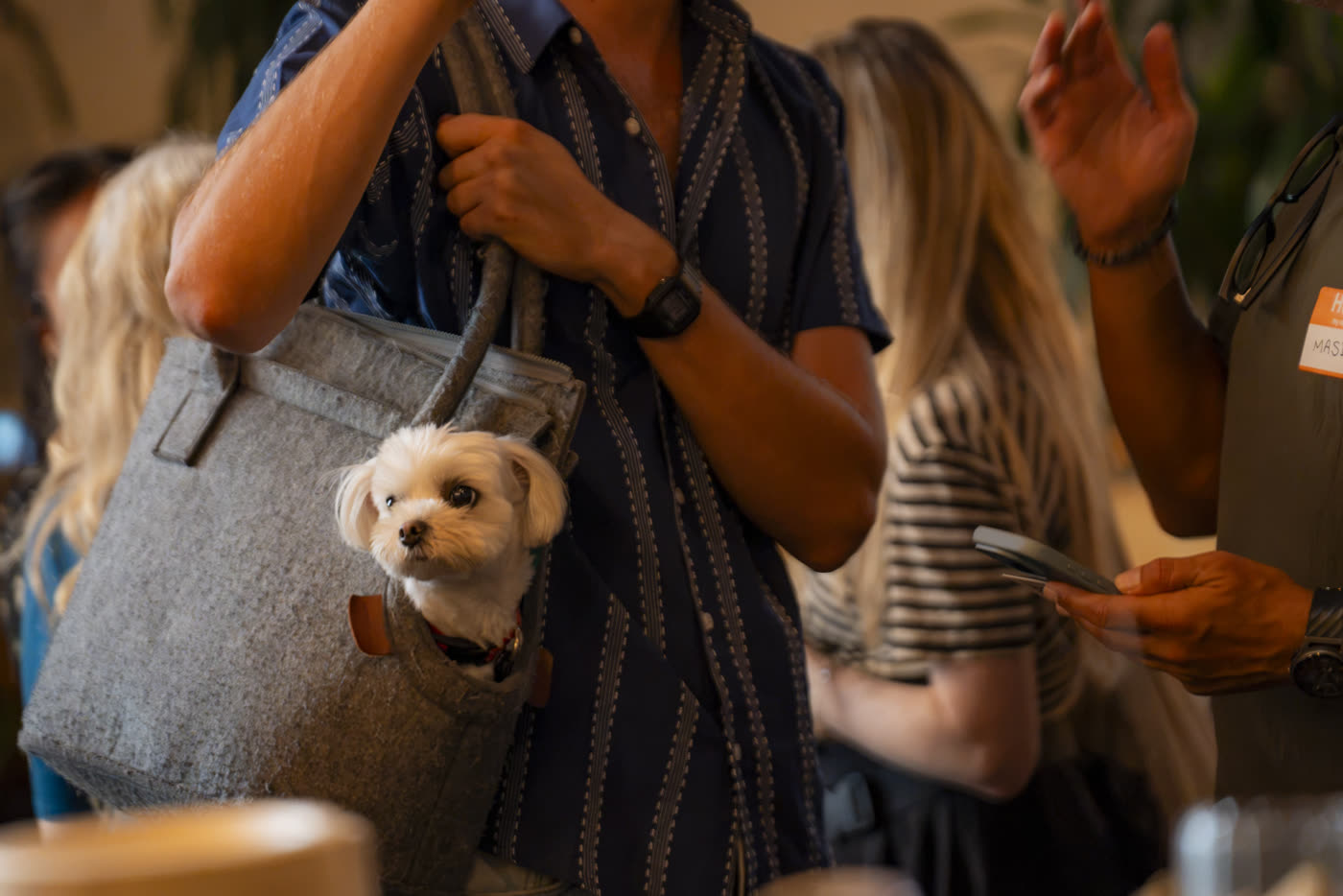 A small white dog looking out of a guest’s tote bag